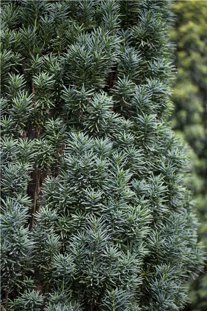 Taxus baccata 'Fastigiata Robusta', Schmale Suleneibe 'Fastigiata Robusta'  - Baumschule Weber