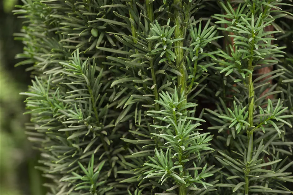 Taxus baccata 'Fastigiata Robusta', Schmale Suleneibe 'Fastigiata Robusta'  - Baumschule Weber