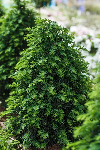 Taxus baccata 'Hpkens Gigant', Eibe 'Hpken's Gigant' - Baumschule Weber