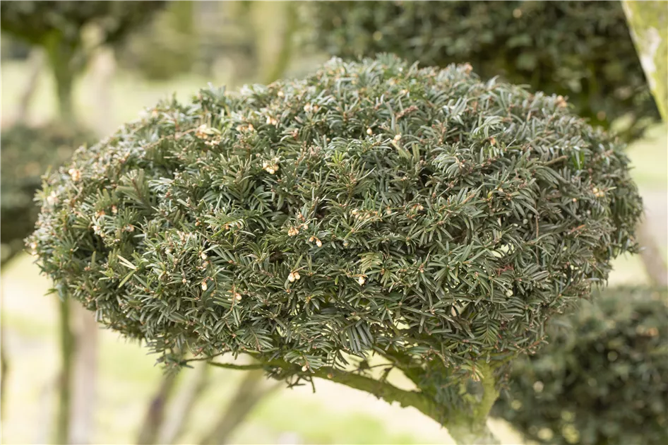 Taxus baccata 'Nissens Praesident', Eibe 'Nissens Prsident' - Baumschule  Weber