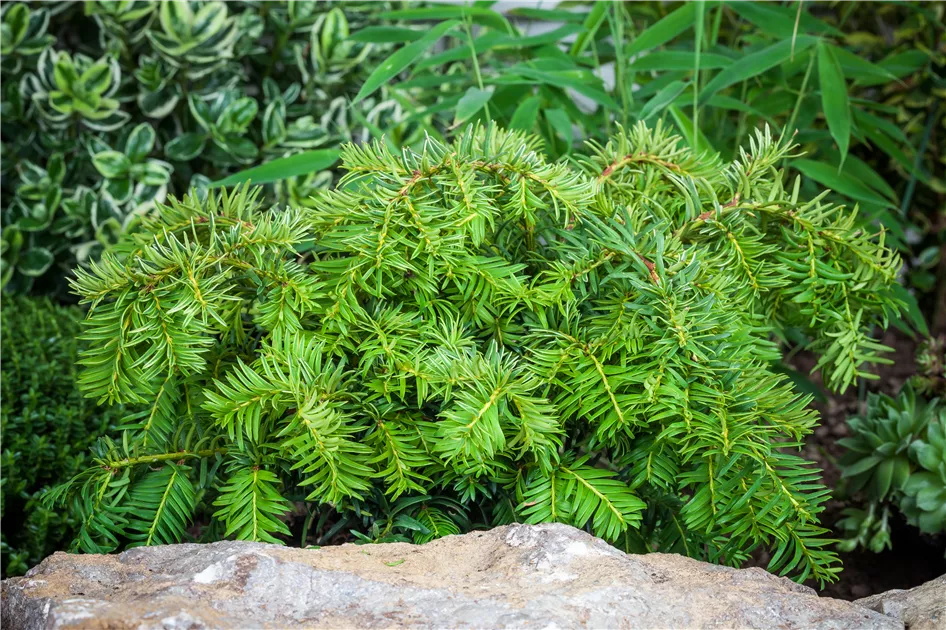 Taxus baccata 'Repandens', Tafeleibe 'Repandens' - Baumschule Weber