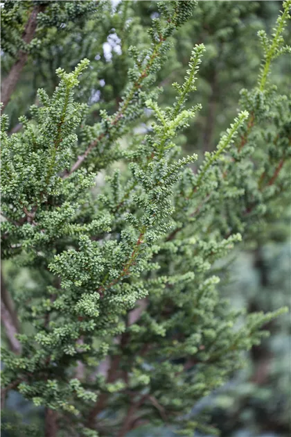 wurzeln der thuja Thuja „Brabant“ (40 – 60 cm) als kräftige wurzelware