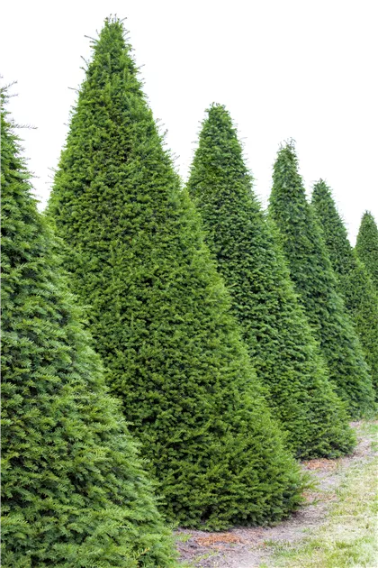 Taxus baccata, Kegel, Eiben-Kegel - Baumschule Weber