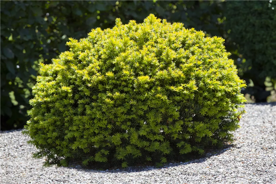 Taxus baccata, Kugel, Eiben-Kugel - Baumschule Weber