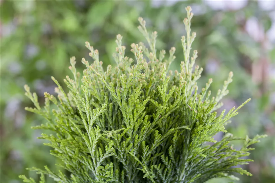 thuja düngen jahreszeit Purgrün Thuja-Dünger 1 kg main image 1