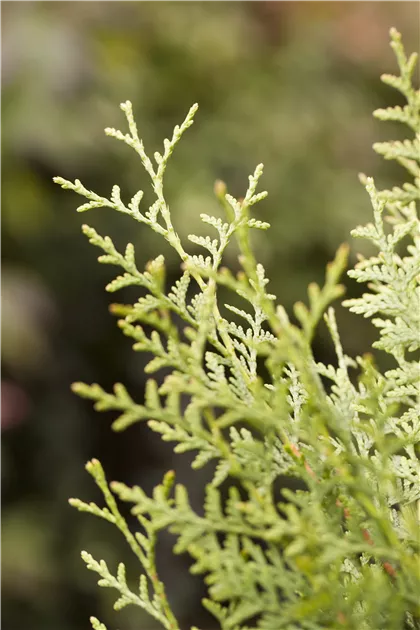 Thuja occidentalis 'Brabant', Lebensbaum 'Brabant' - Baumschule Weber