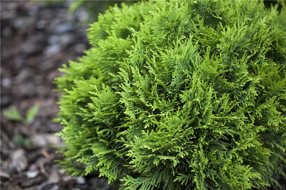 Thuja occidentalis 'Little Gem', Lebensbaum 'Little Gem' - Baumschule Weber