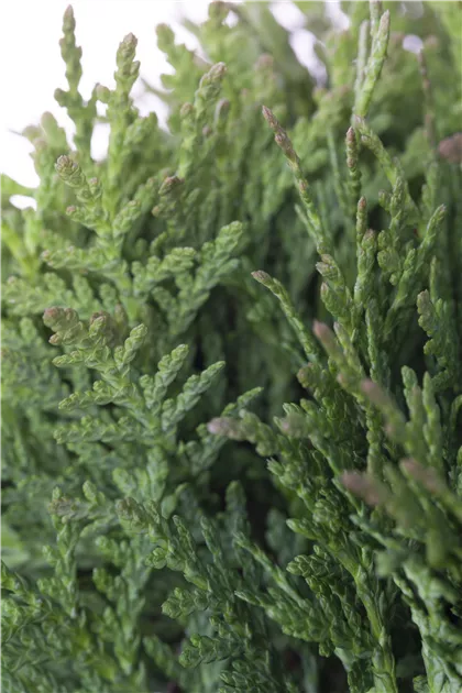 Thuja occidentalis 'Teddy', Kuschellebensbaum 'Teddy' - Baumschule Weber