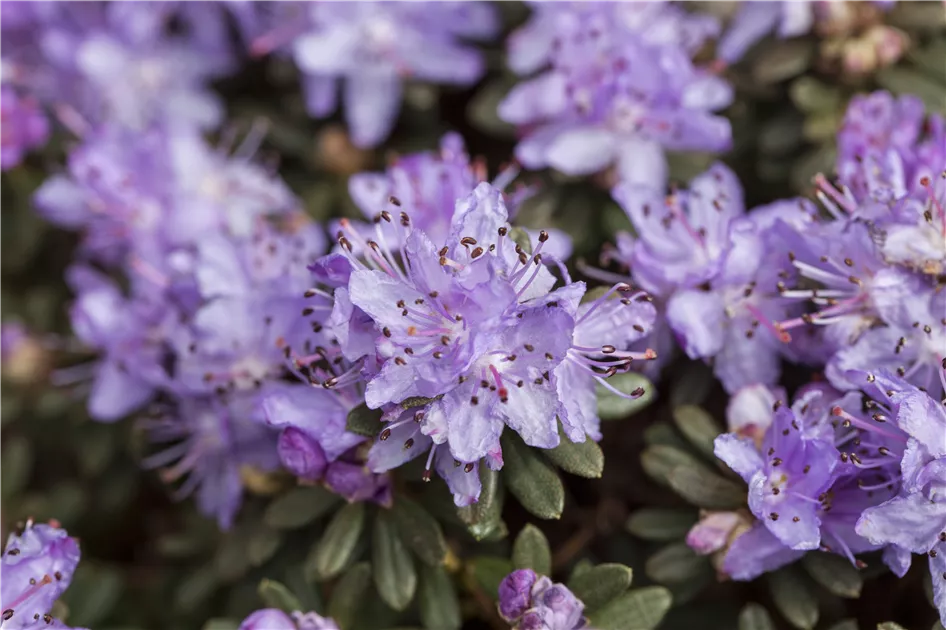 Rhododendron impeditum, Kleinblttriger Rhododendron - Baumschule Weber