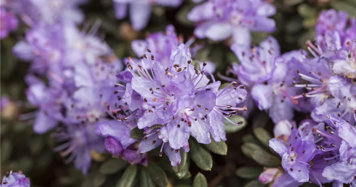 Rhododendron impeditum, Kleinblttriger Rhododendron - Baumschule Weber